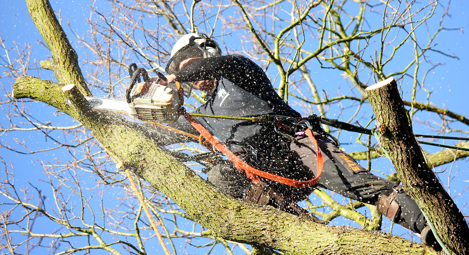 Tree Surgery: The Different Types You Need to Know About - Elite Arborists